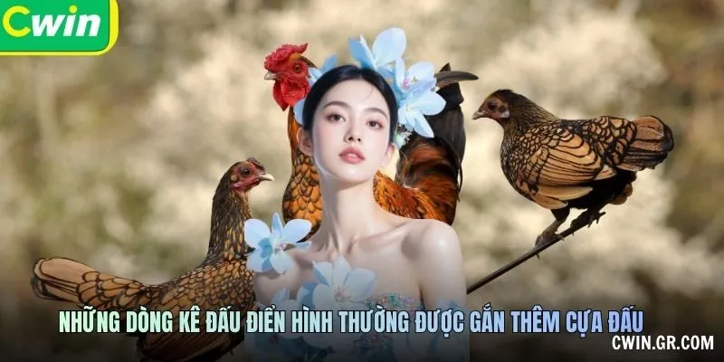 Những dòng kê đấu điển hình thường được gắn thêm cựa đấu